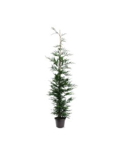 Cupressus Leylandii  Ciprés de Leyland para Setos y Pantallas Verdes | Endanea Garden