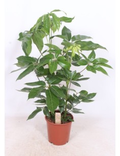 Schefflera planta interior fácil cuidado y purificadora de aire Endanea Garden