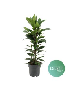 Ficus Robusta 1M  Planta de Interior Elegante y Resistente | Endanea Garden