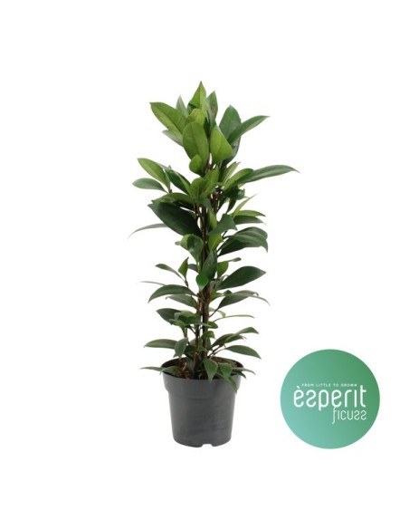 Ficus Robusta 1M  Planta de Interior Elegante y Resistente | Endanea Garden