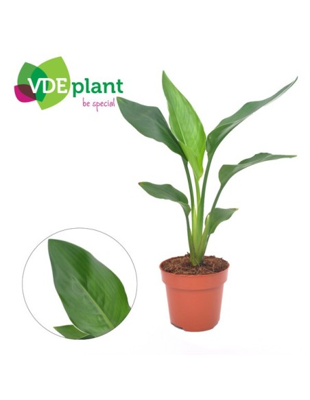 STRELITZIA  REGINAE