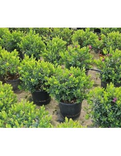 Polygala Endanea Garden  Planta Perene con Flores Vibrantes para Jardines e Interiores

