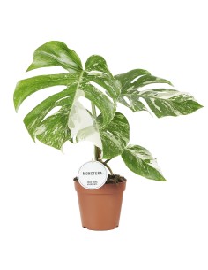 Monstera Variegata  Planta de Interior Exótica y Fácil de Cuidar | Endanea Garden