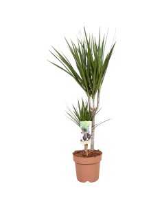 DRACAENA MARGINATA 60/30/15
