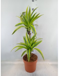 Dracaena Limón M30 planta interior elegante fácil cuidado hojas verdes y amarillas Endanea Garden