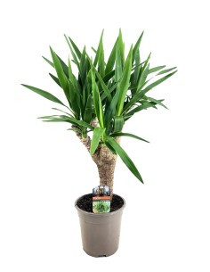 Yucca Elephantipes planta interior elegante y resistente Endanea Garden