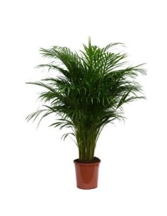 Planta Areca  Purificadora de Aire y Fácil Cuidado para Interiores | Endanea Garden