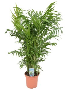 Chamaedorea C21 palma de bambú  Planta de interior fácil cuidado y purificadora de aire