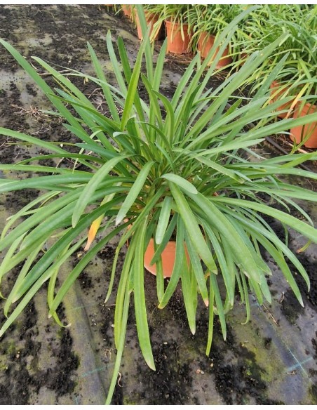 AGAPANTHUS PETER PAN C7,5L