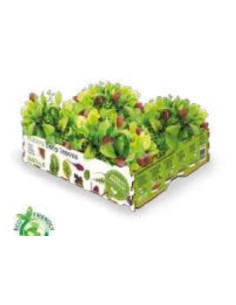 HUERTO PREMIUM  BABY LEAVES