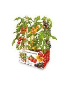 Tomates Cherry de Huerto Premium  Sabor Natural y Fresco | Endanea Garden

