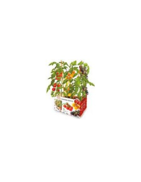 Tomates Cherry de Huerto Premium  Sabor Natural y Fresco | Endanea Garden

