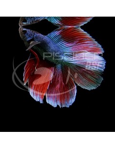BETTA MACHO SUPPERDELTA TWIN TAIL 5-6CM