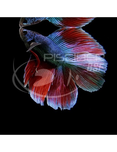 BETTA MACHO SUPPERDELTA TWIN TAIL 5-6CM