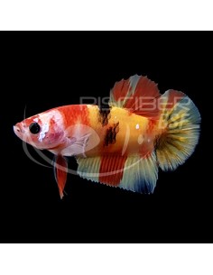 BETTA MACHO MEDIA LUNA CLASE A 6-7CM