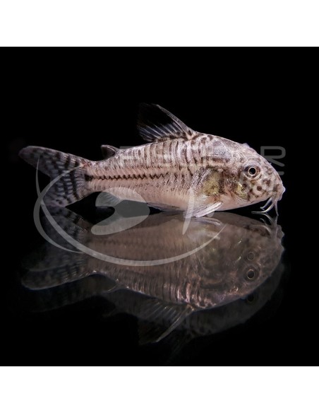 CORYDORAS JULII 2.5-3CM