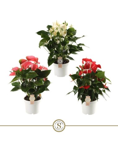 Anthurium Andr Champion Rainbow - Flores Vibrantes para Interior, Fácil Cuidado

