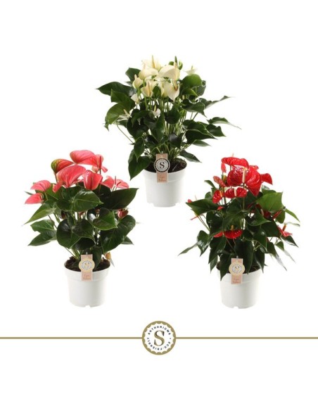 Anthurium Andr Champion Rainbow - Flores Vibrantes para Interior, Fácil Cuidado

