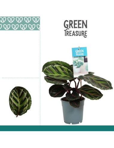 Calathea Rosa Planta de Interior Hojas Verdes y Rosadas