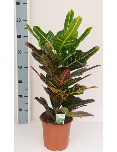 CODIAEUM  VAR EXCELLENT M17