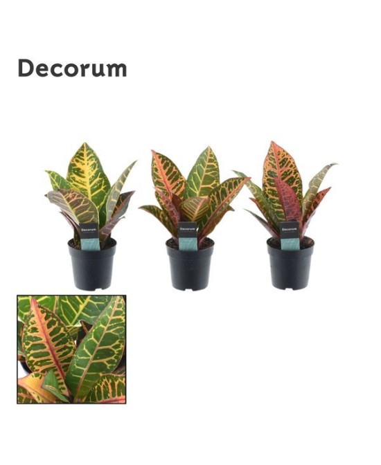 CODIAEUM VARIEGATA  PETRA M17