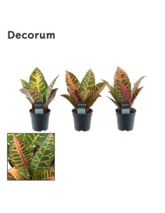 CODIAEUM VARIEGATA  PETRA