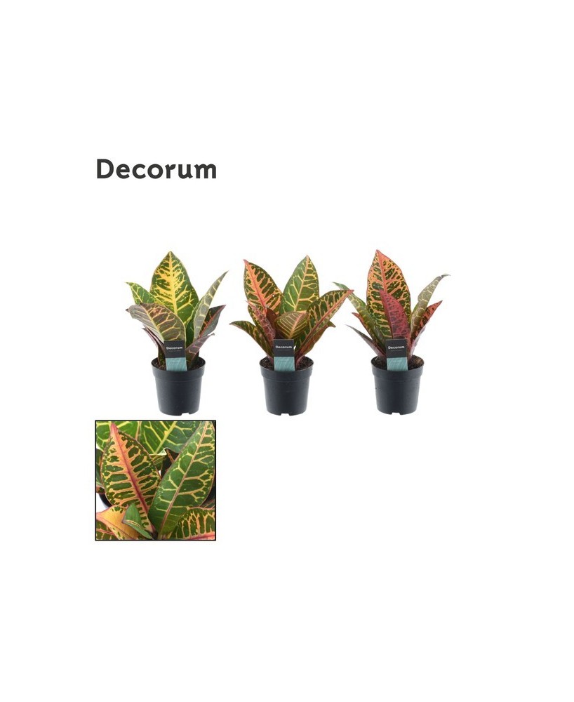 CODIAEUM VARIEGATA  PETRA M17