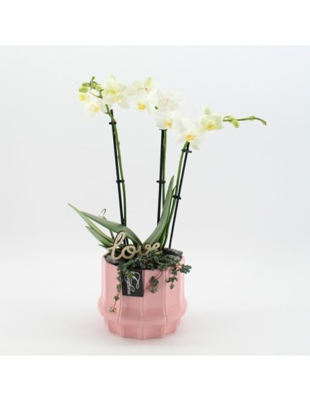 COMPO Phalaenopsis PHALRM  Orquídea Decorativa de Fácil Cuidado | Endanea Garden