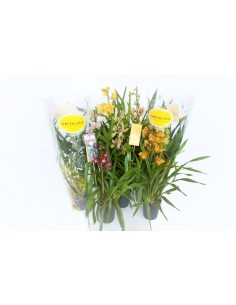 Orquídeas Cymbidium Mix  Flores vibrantes y resistentes para decorar tu hogar

