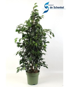 Ficus Benjamina Danielle - Planta de Interior Fácil Cuidado y Elegante | Endanea Garden