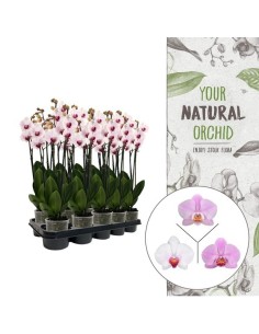 Phalaenopsis 3T 18+ Rosa | Orquídea Elegante con Flores Grandes y Duraderas


