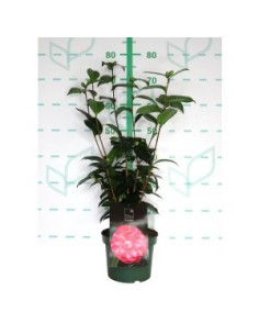 Camelia 3L Standard Line 10  Floración vibrante y elegante para jardines y terrazas