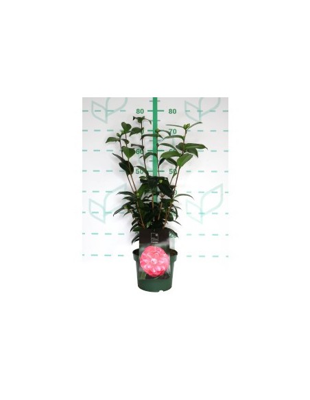 Camelia 3L Standard Line 10  Floración vibrante y elegante para jardines y terrazas
