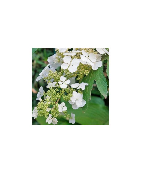 Hydrangea Macrophylla 15L Deco 30/40  Hortensia Colorida para Jardines y Terrazas

