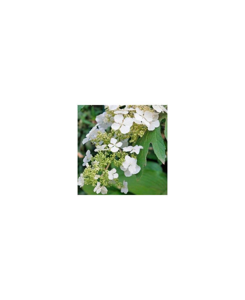 Hydrangea Macrophylla 15L Deco 30/40  Hortensia Colorida para Jardines y Terrazas

