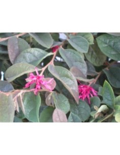 Loropetalum Chinensis 5L "Rose in Black" - Follaje Morado y Flores Rosadas 2