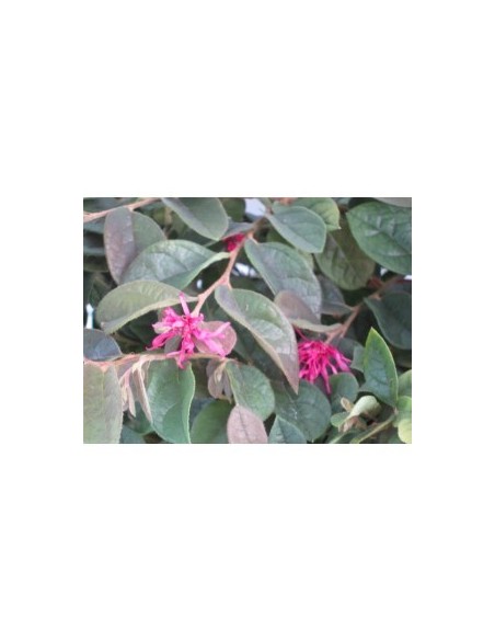 Loropetalum Chinensis 5L "Rose in Black" - Follaje Morado y Flores Rosadas