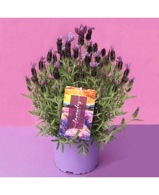 Lavandula Stoechas M-17 | Lavanda Mariposa Aromática  Endanea


