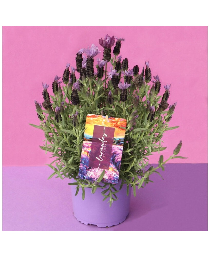 Lavandula Stoechas M-17 | Lavanda Mariposa Aromática  Endanea

