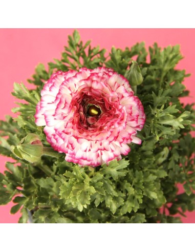 Ranúnculo 13 en Maceta | Flor de Colores Vivos para Jardín y Terraza | Endanea Garden

