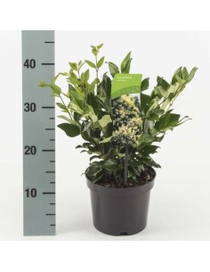 Aligustre 5L - Setos Resistentes y Rápido Crecimiento para Jardines | Endanea Garden