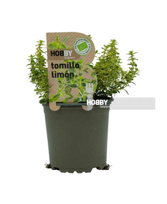 Tomillo Limón (Thymus citriodorus)  Planta Aromática para Cocina y Jardín

