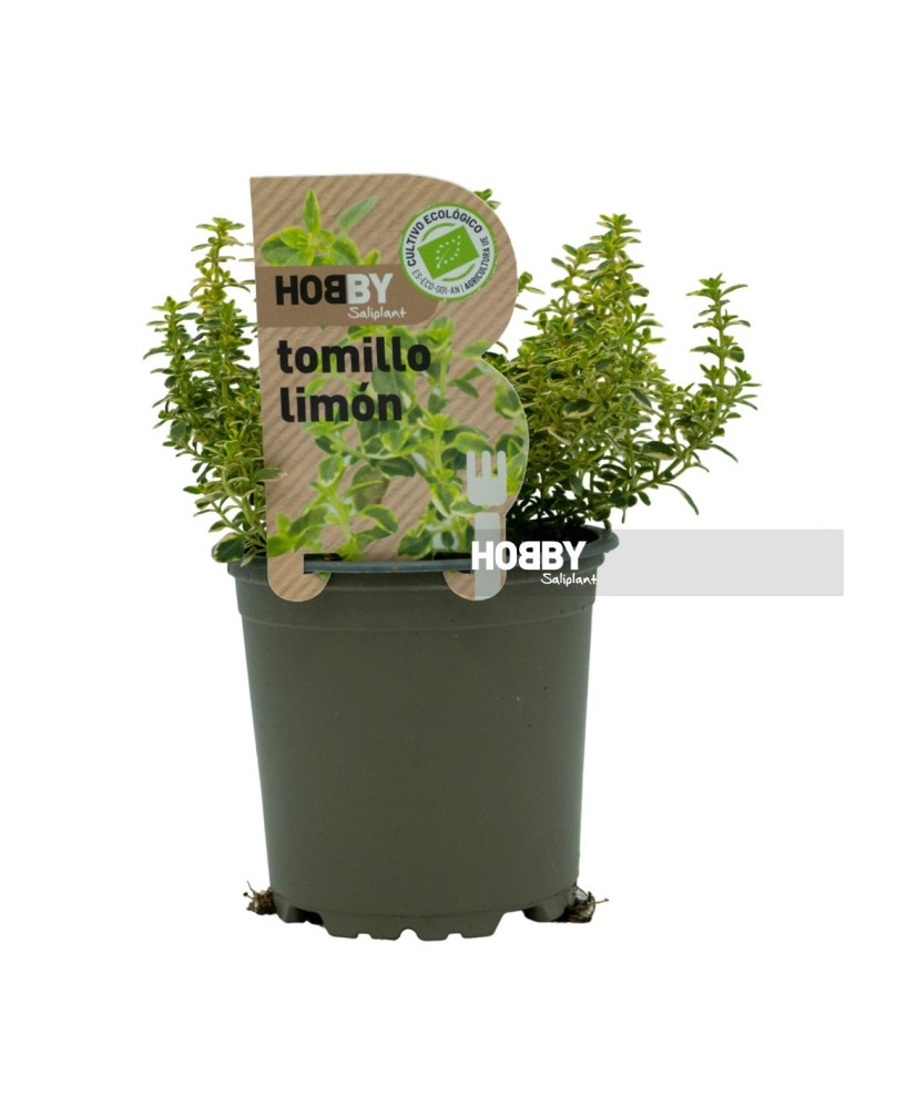 Tomillo Limón (Thymus citriodorus)  Planta Aromática para Cocina y Jardín

