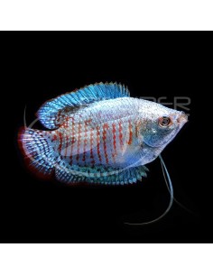 COLISA LALIA ROYAL AZUL MACHO 4-5CM