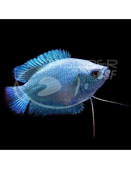 COLISA LALIA COBALTO MACHO 4-5CM