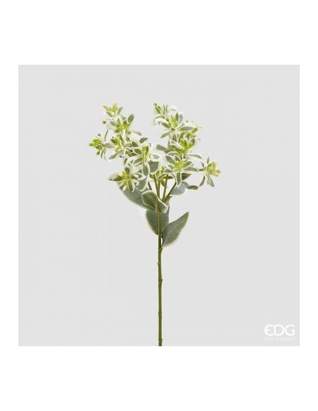 EUPHORBIA RAMO VERDE