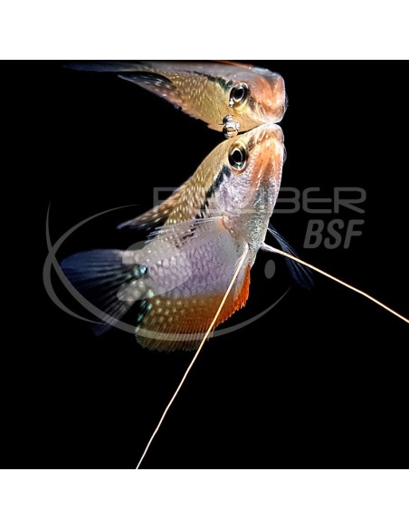 GOURAMI PERLA 5-6 CM