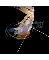 GOURAMI PERLA 5-6 CM