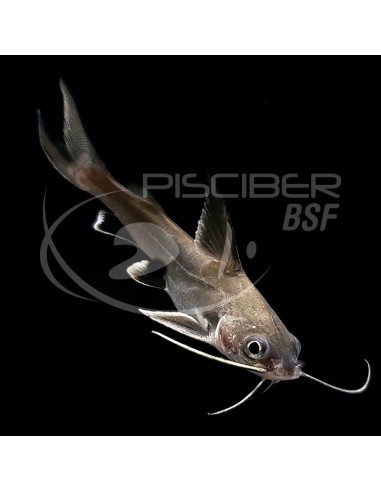 PEZ GATO ARIUS JORDANI 5-6CM