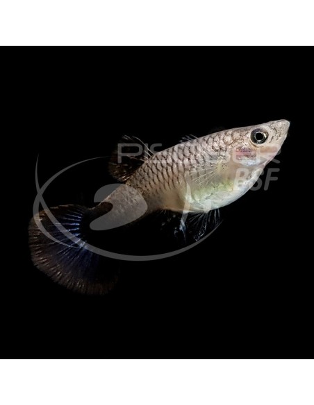 GUPPY MACHO TUXEDO ROSA 3-3.5CM